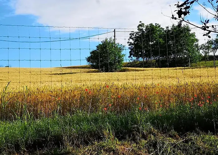 Nyugalomsziget Kotcse